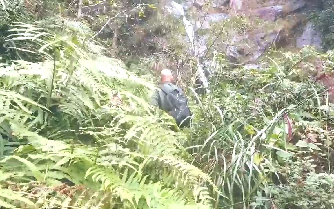 这种植物叫抱石莲,可用于跌打损伤风湿骨痛的一味草药,认识下哔哩哔哩bilibili