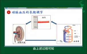 Download Video: #动脉血压的长期调节#人体生理学#医学科普#每天学习一点点