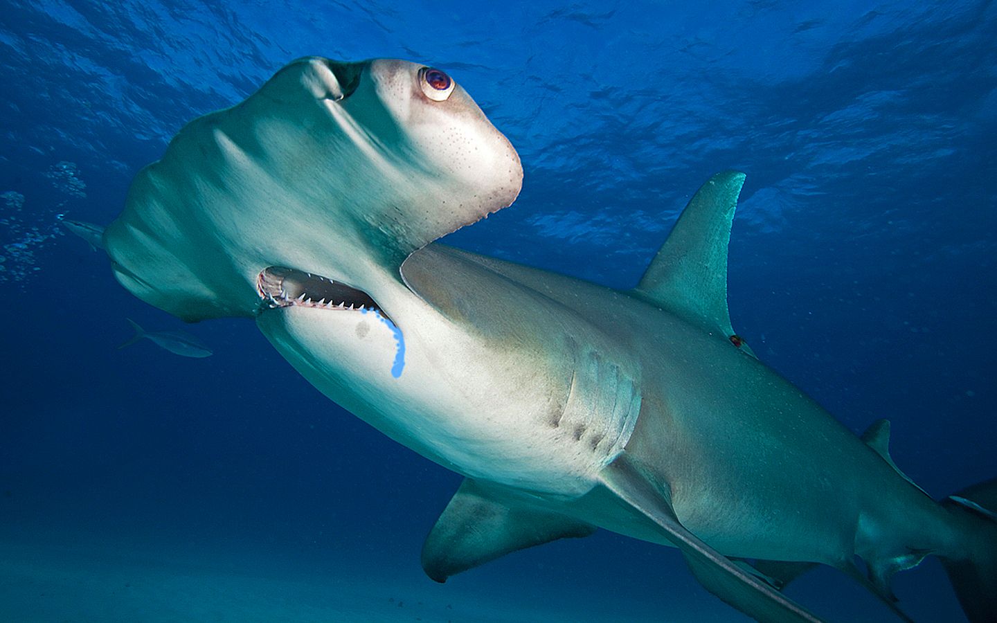 锤头鲨这种憨憨的造型有什么用?