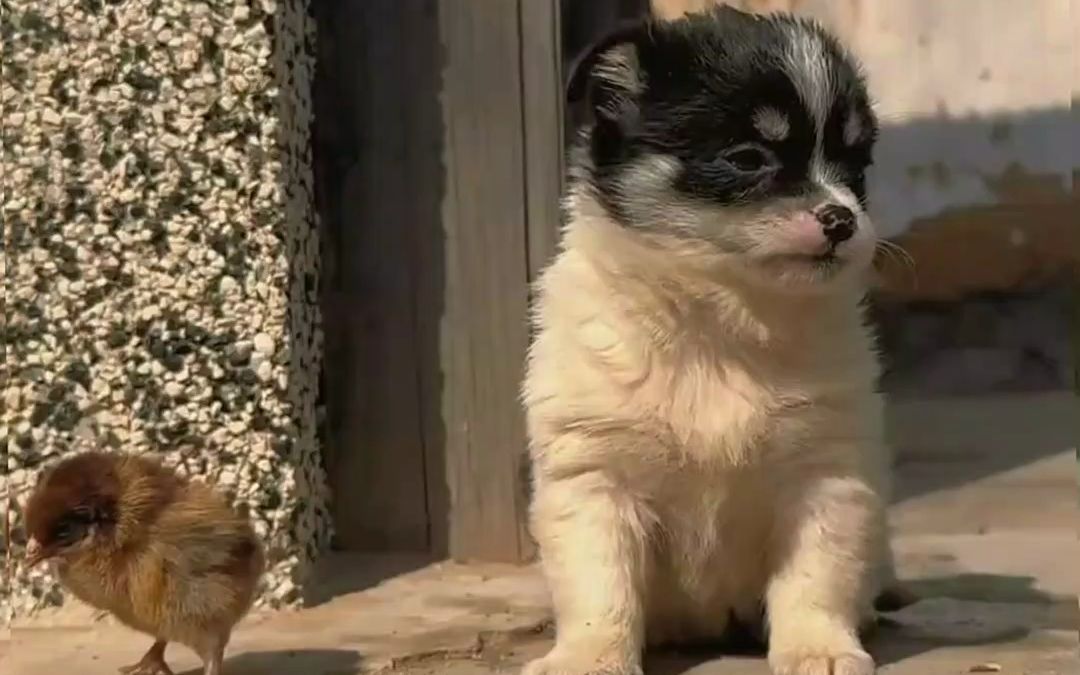 这里有只看家狗 萌宠 狗狗 金太阳原创