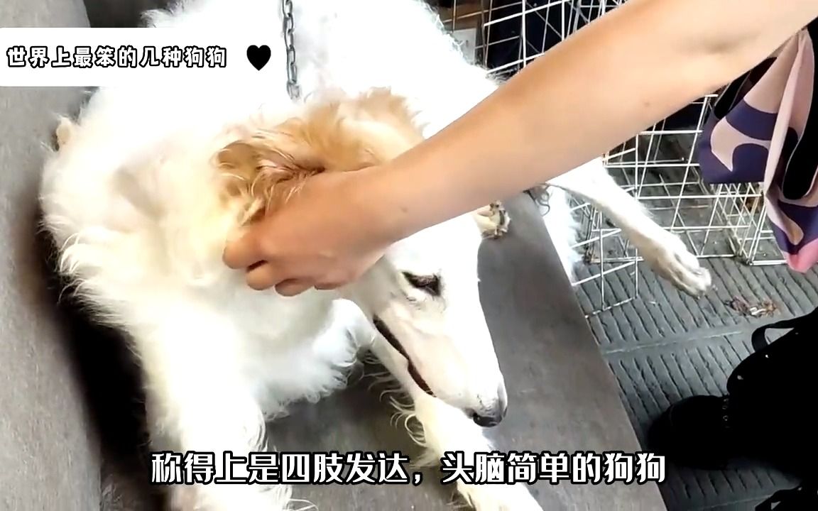 世界上最笨的几种狗狗哔哩哔哩bilibili