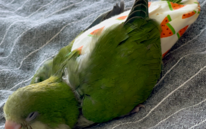 趴着睡觉的鹦鹉宝宝guac