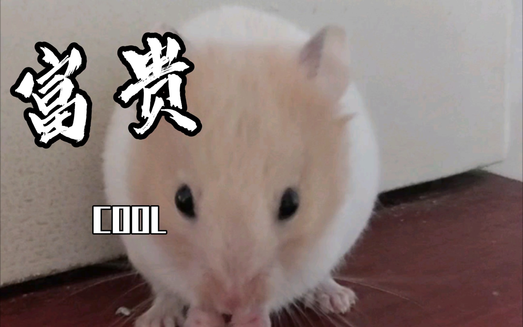 活动作品富贵原视频每日分享可可爱爱的小富贵