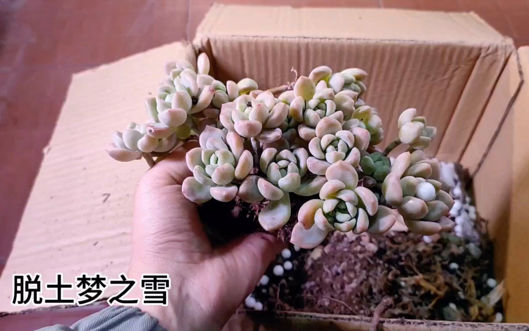 多肉脱土 梦之雪
