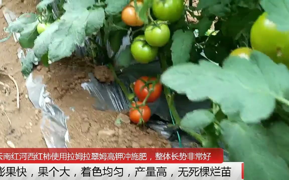 高钾冲施肥云南红河西红柿使用翠姆高钾冲施肥,整体长势非常好,膨果快,果个大,着色均匀,产量高,无死棵烂苗哔哩哔哩bilibili