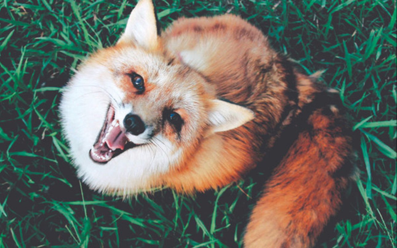 狐狸好看又聪明 但是做宠物会把家里弄得很难闻吧?