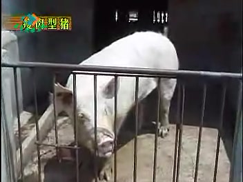 养猪技术大讲堂哔哩哔哩bilibili