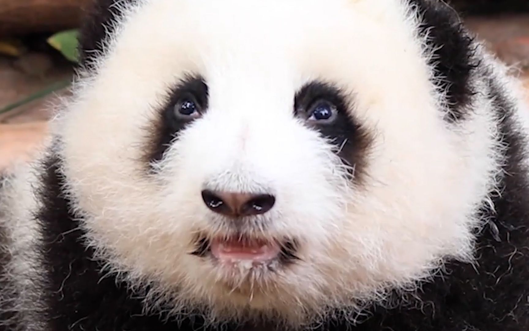 "大熊猫和花"的笑容就由我来守护