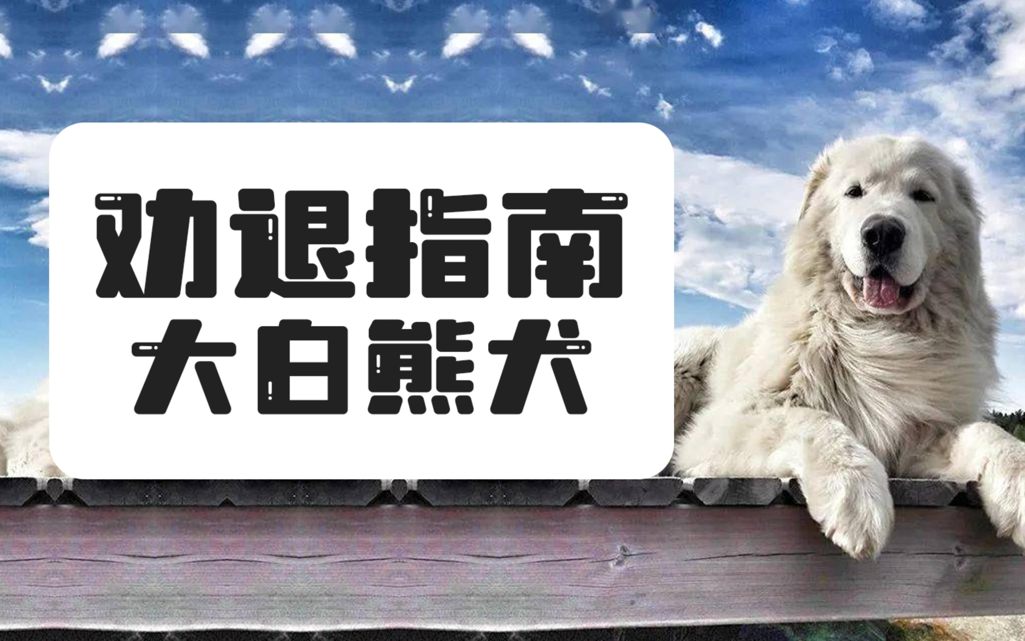 养一只号称犬界帝王的大白熊犬,是什么体验?哔哩哔哩bilibili