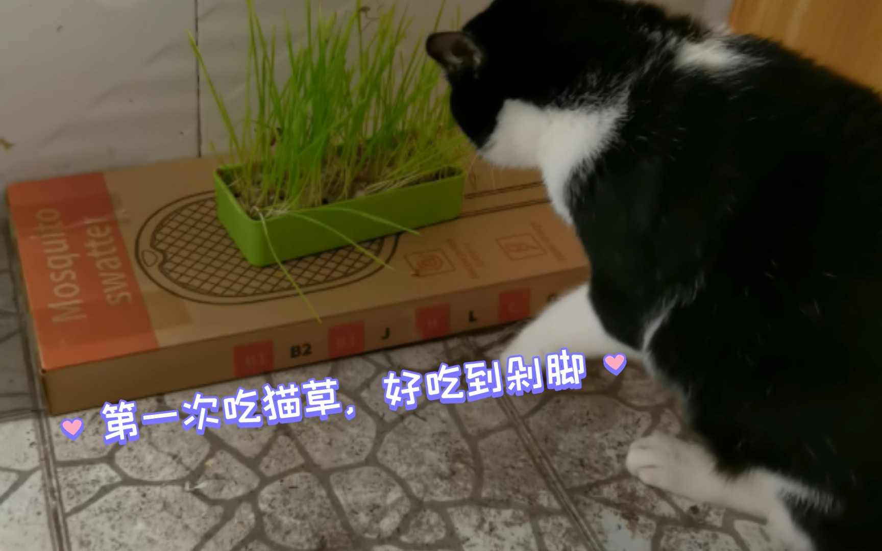 谁能不爱这个边吃边剁jiojio的小猫咪啊