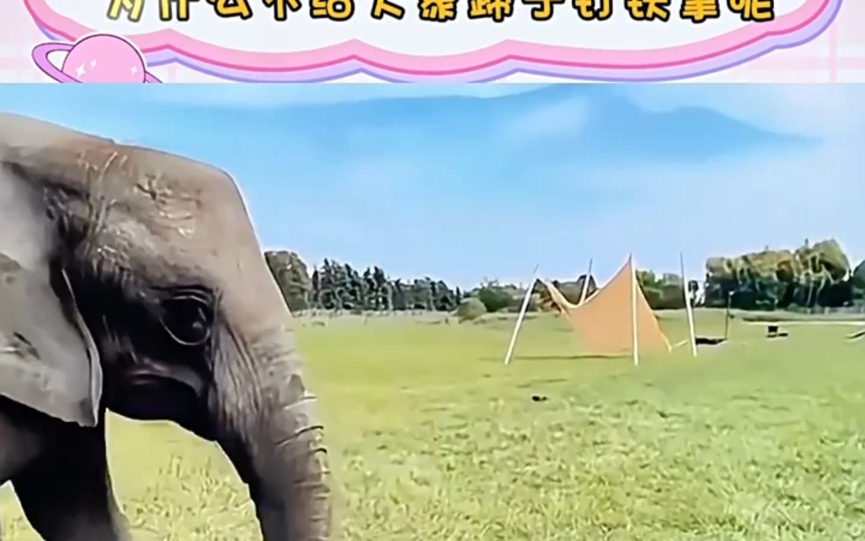 原来大象的脚掌是软的