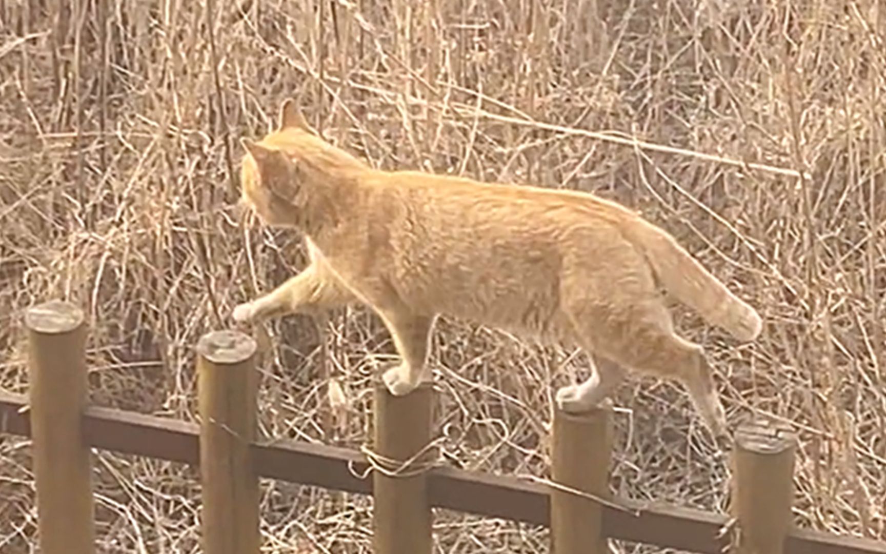 [图]“猫咪从不走寻常路！”