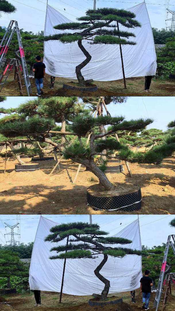 黑松盆景 #松树 #精品造型松 #造型松景观松 #别墅庭院植物