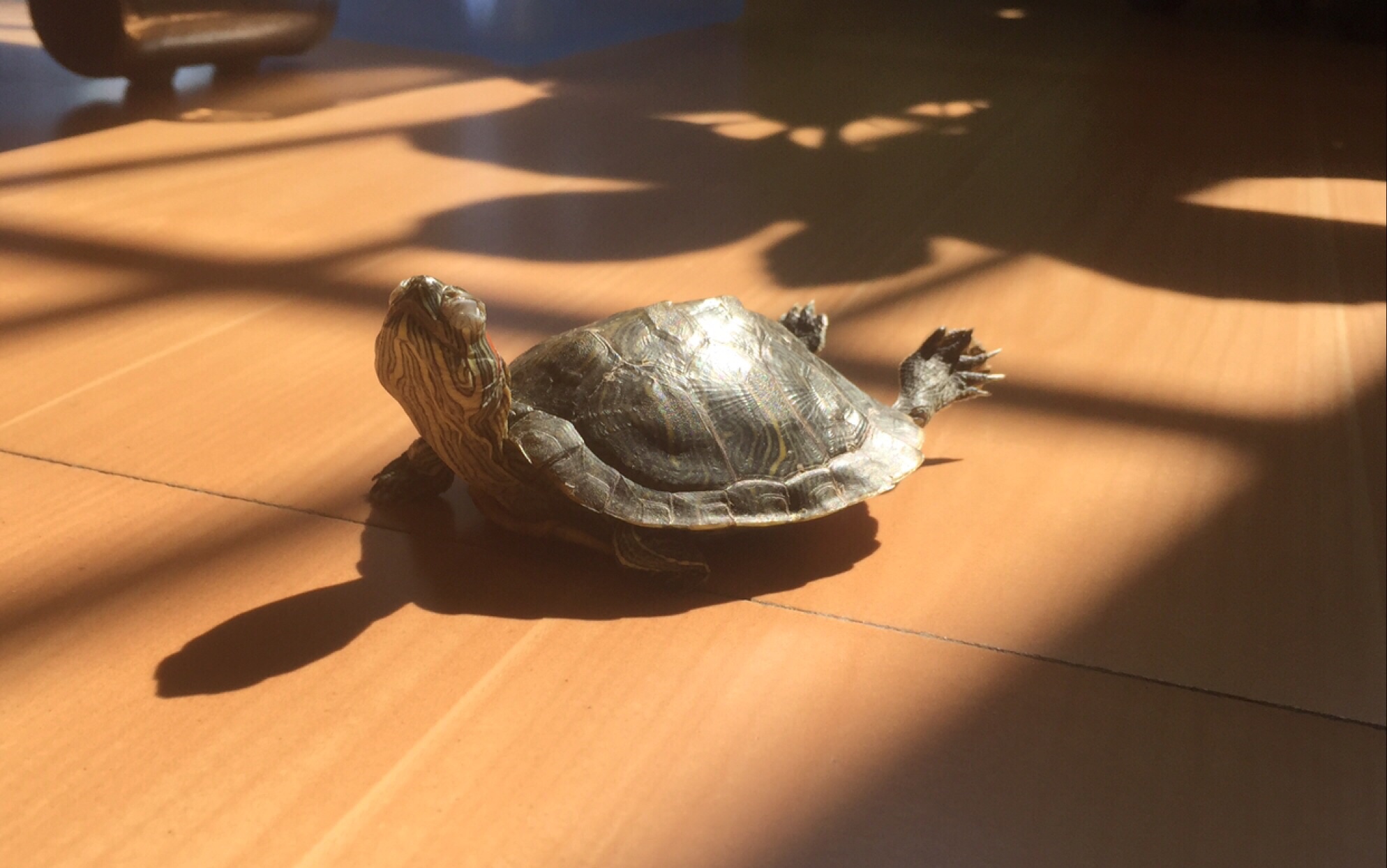 【巴西龟】点开收获一只可爱小巴