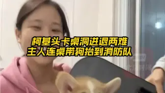 近日，福建厦门，一条柯基头卡桌洞进退两难主人连桌带狗抬到消防队 。