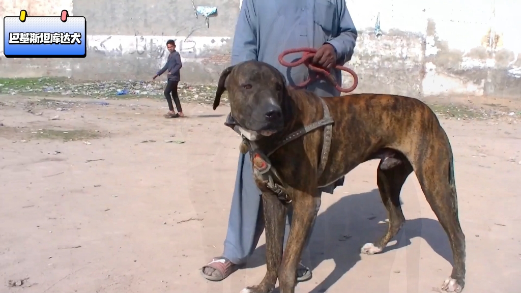 巴基斯坦库达犬