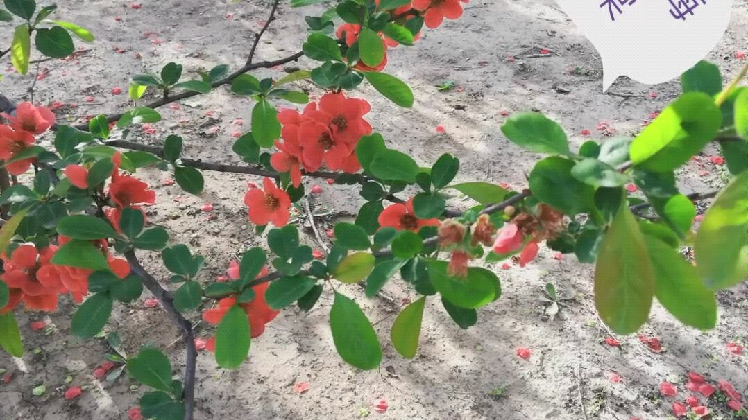 [图]四月中旬，丁香花儿浓，海棠花儿艳，连翘花儿正灿烂。