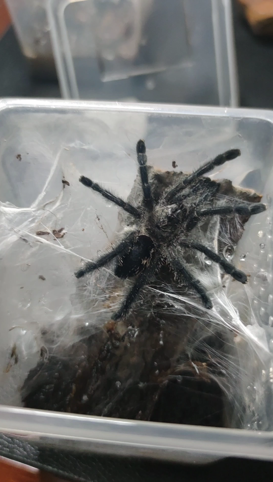 厄瓜多尔紫粉趾晋级后的第一餐