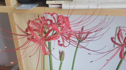 一朵彼岸花的生长历程 哔哩哔哩