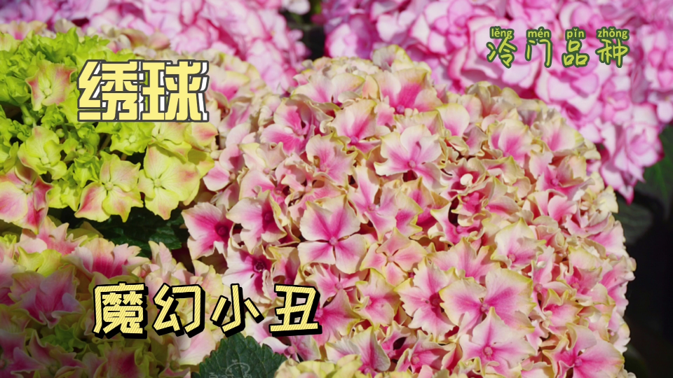 活动作品阳台党二夏自养绣球品种推荐魔幻小丑