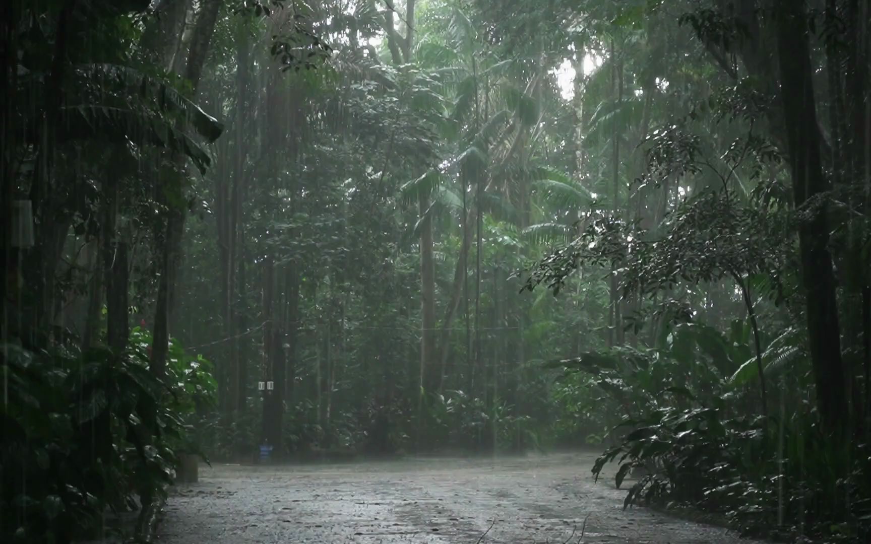 [图]伴随着亚马逊雨林中的雷声和大雨声，舒缓压力，深度睡眠。