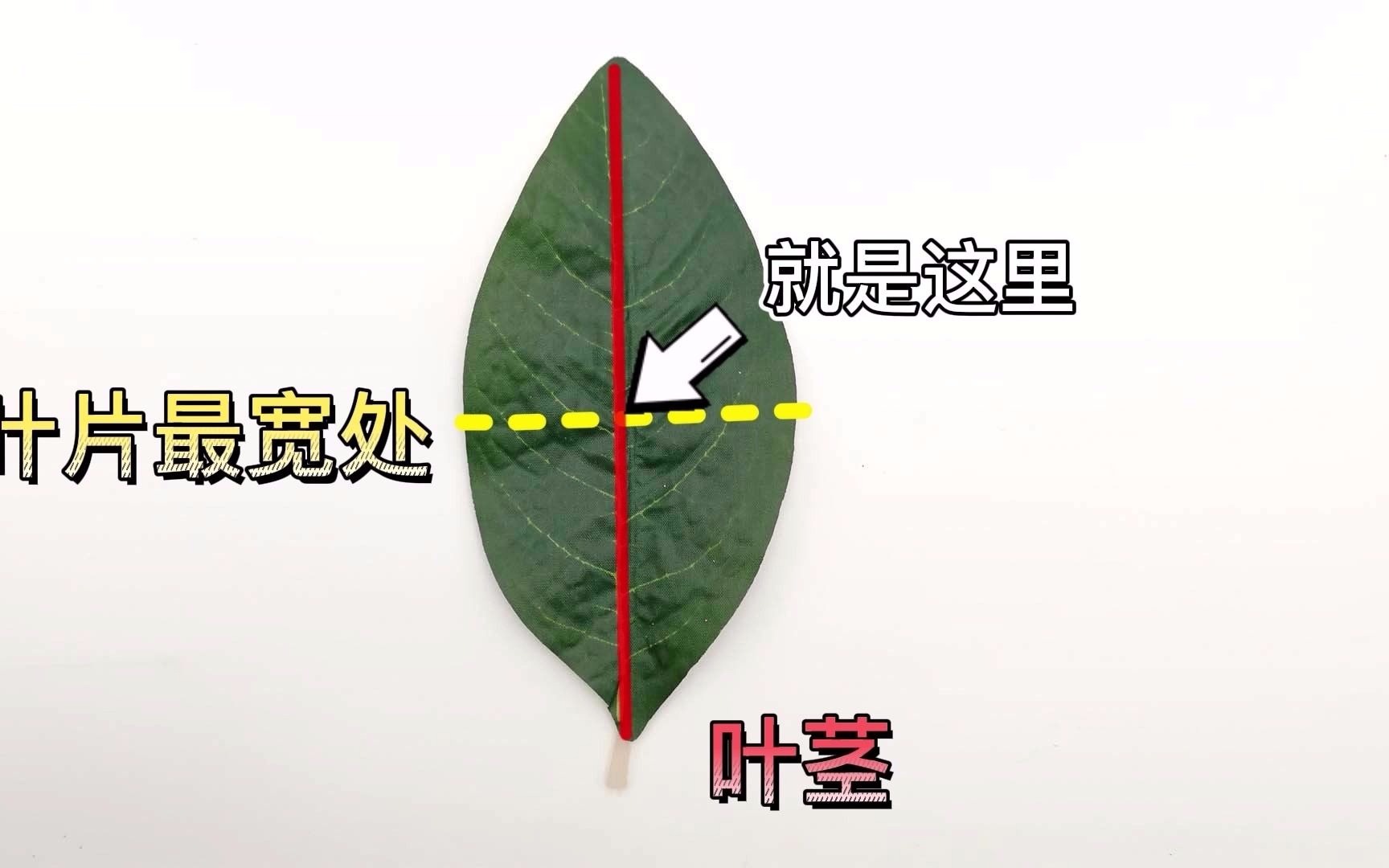 [图]植物王国有趣的叶形｜我们的绿水青山