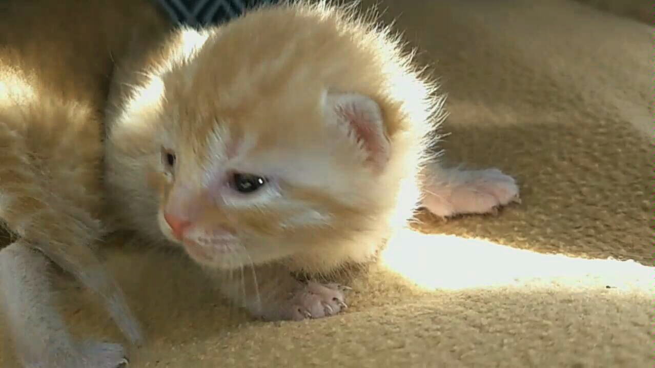 【橘猫宝宝第11天】胖橘橘带娃晒太阳,暖洋洋,懒洋洋.