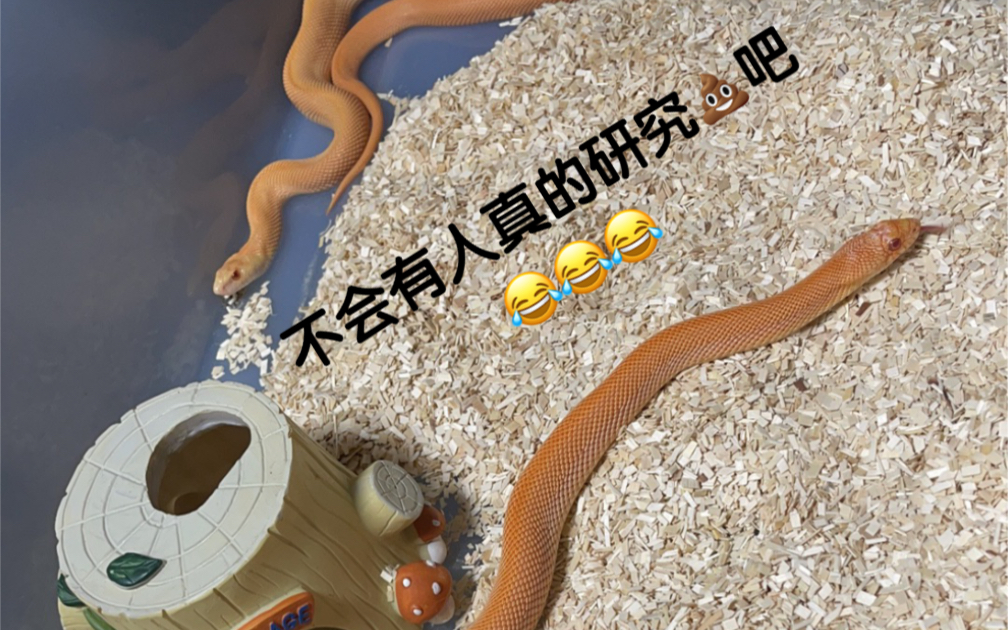 你的蛇拉的屎到底正不正常!哔哩哔哩bilibili