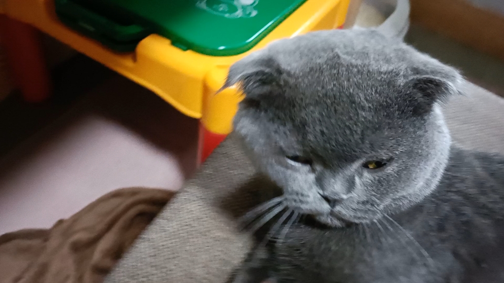 猫哥_哔哩哔哩_bilibili