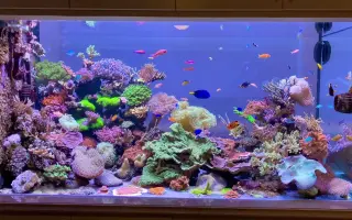 海水鱼珊瑚 哔哩哔哩 Bilibili