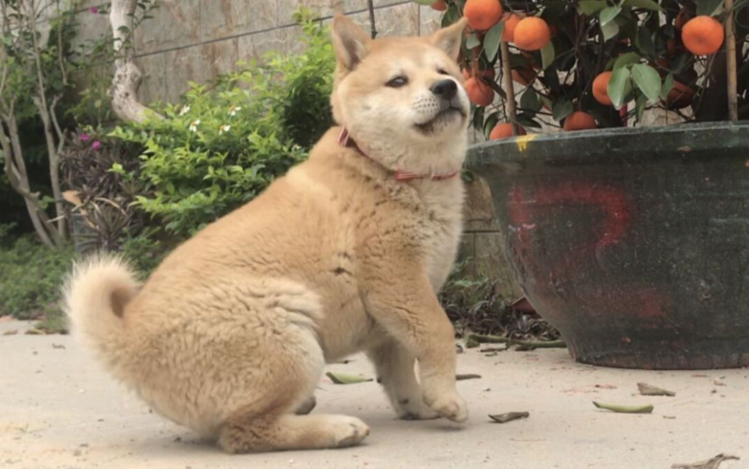 大山带回来的小土狗就是厉害,勇气十足,竟敢跨地盘叫门迎战地主大狗了