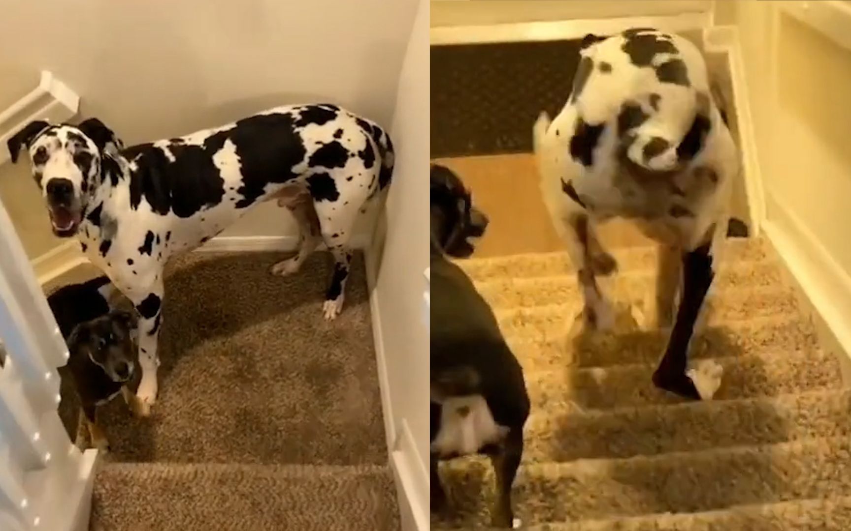 狗狗下楼梯大长腿无处安放弯腰驼背像小老头儿柯基表示十分羡慕