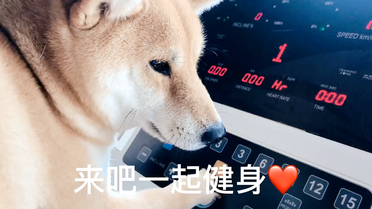 来有柴犬的健身房健身吧!运动能力增加百倍,总不能输给狗子吧!