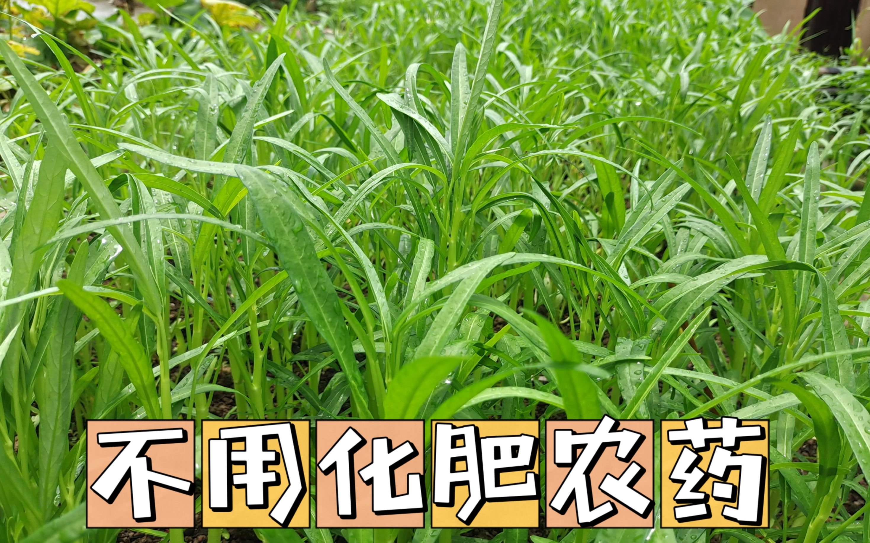 種植空心菜別再用化肥農藥,掌握五個方法,長勢好沒蟲害