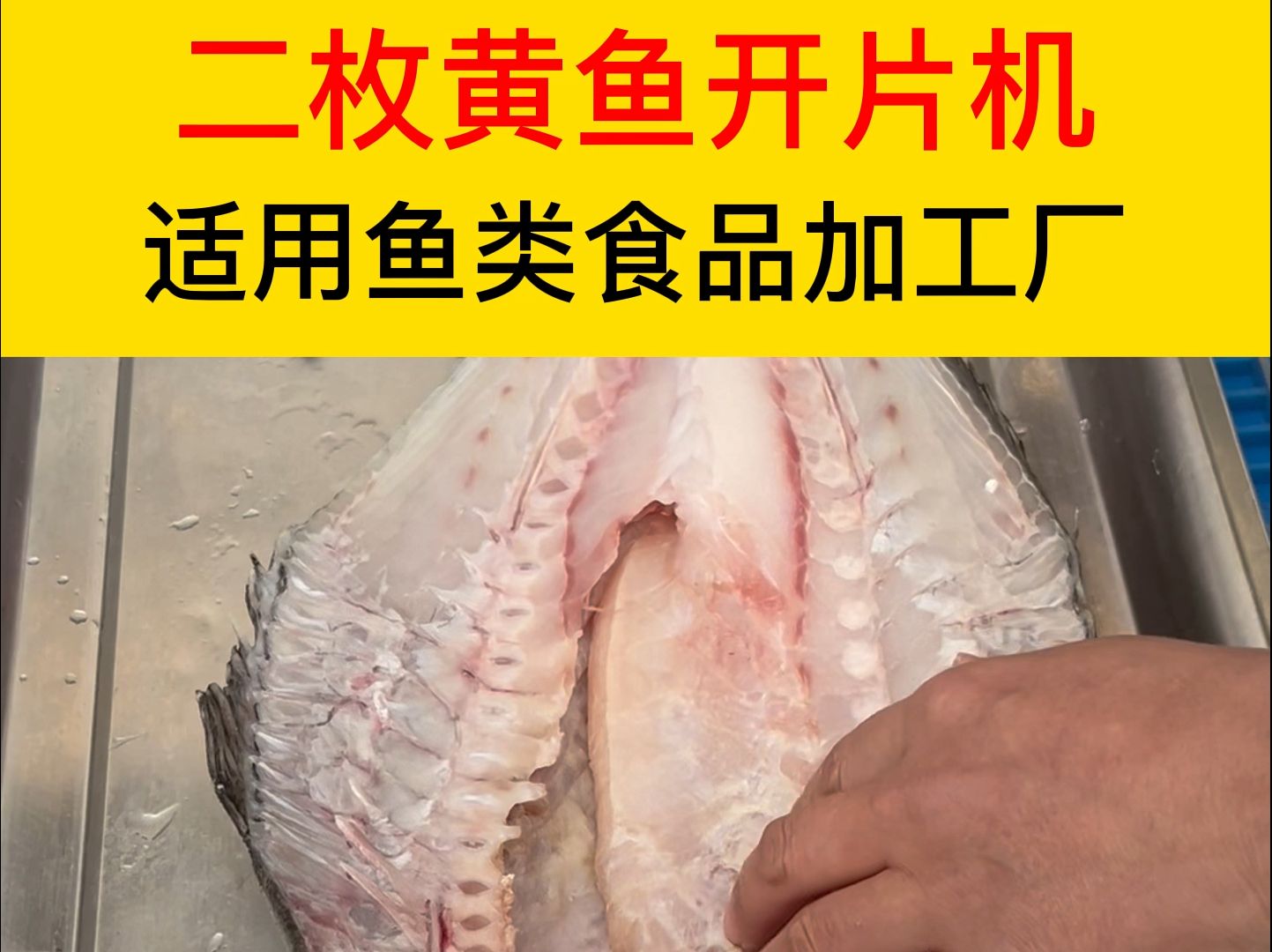 二枚黄鱼开片机,适用于鱼类食品加工厂,鱼类罐头厂等