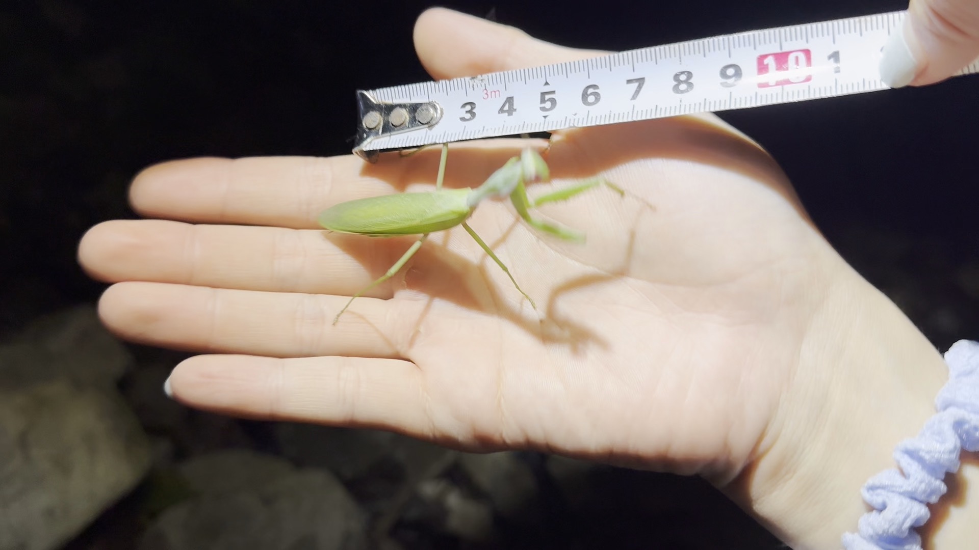 台湾斧螳-虫虫观察局