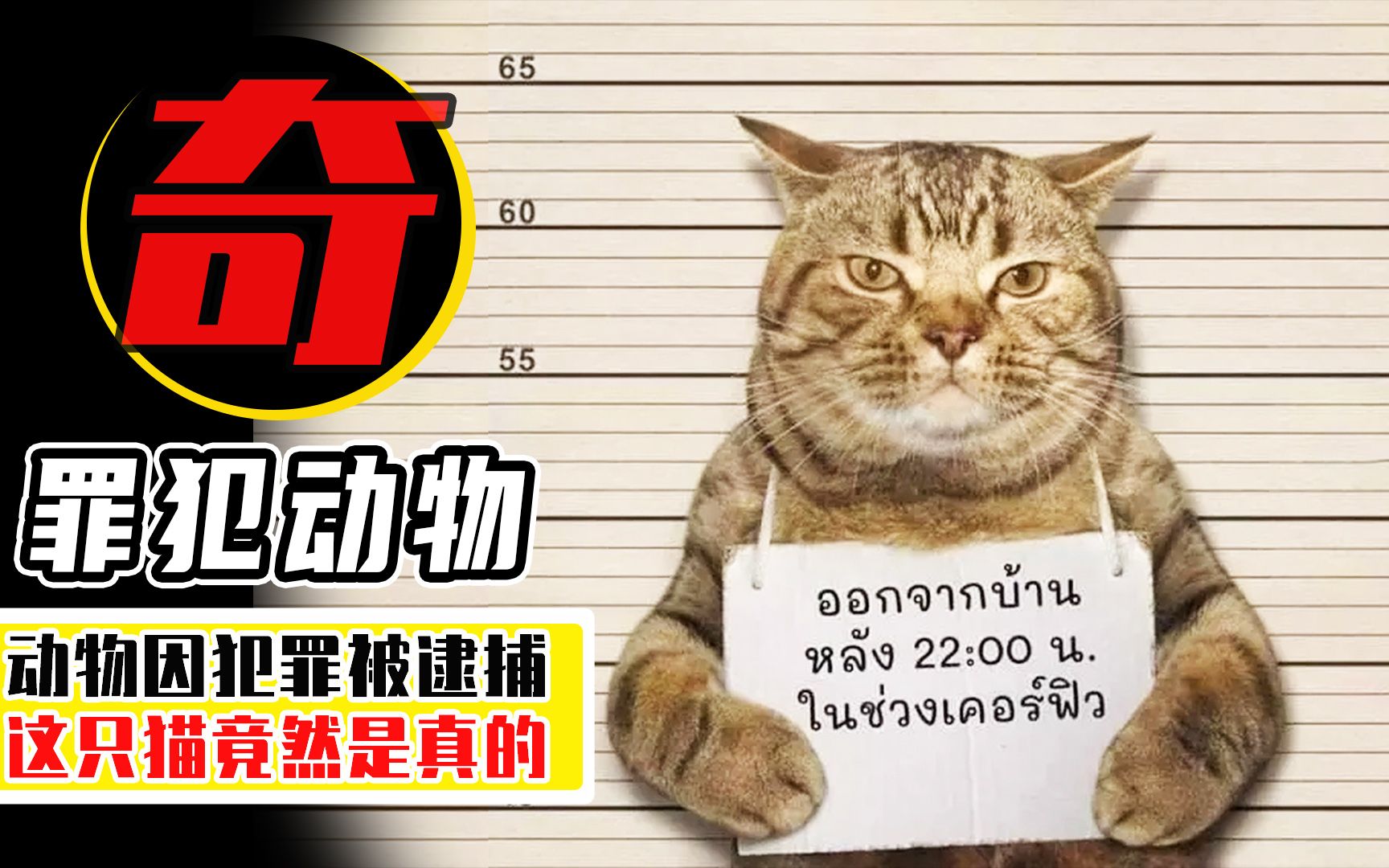 [图]这只猫竟然是真的？盘点7个犯罪被逮捕的动物，人类可真奇葩！