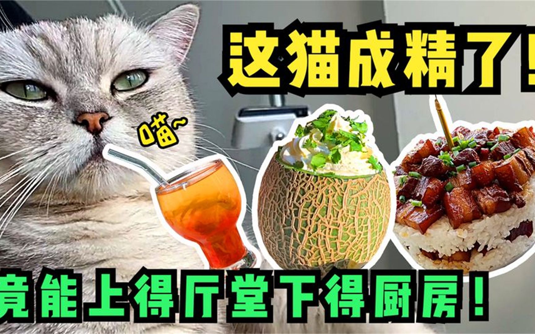 料理鼠王s料理猫王图片