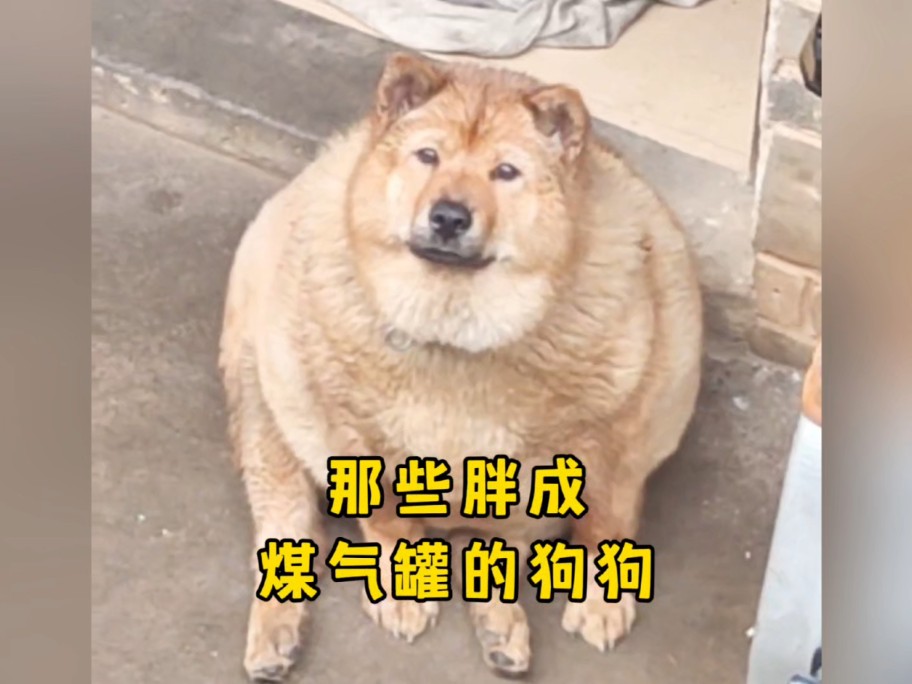 那些胖成煤气罐的狗狗,不养猪可惜了