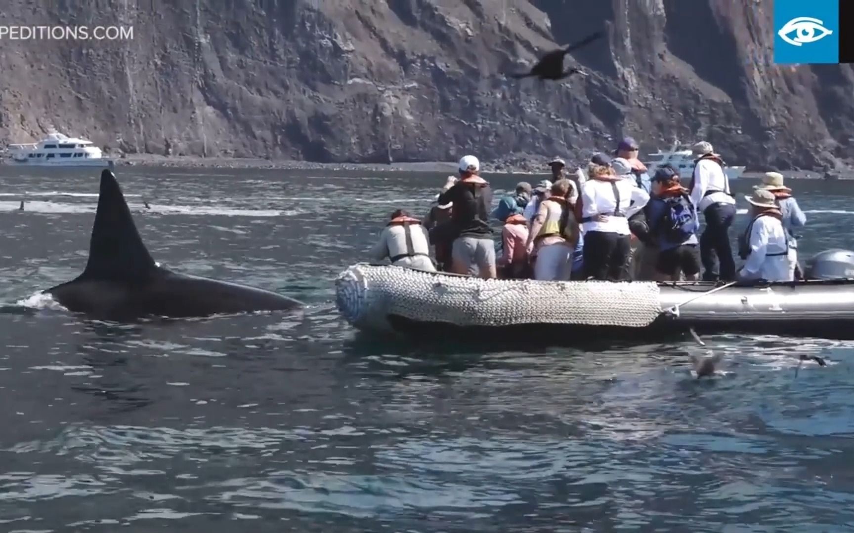东热带太平洋虎鲸在加拉帕戈斯群岛捕食海龟