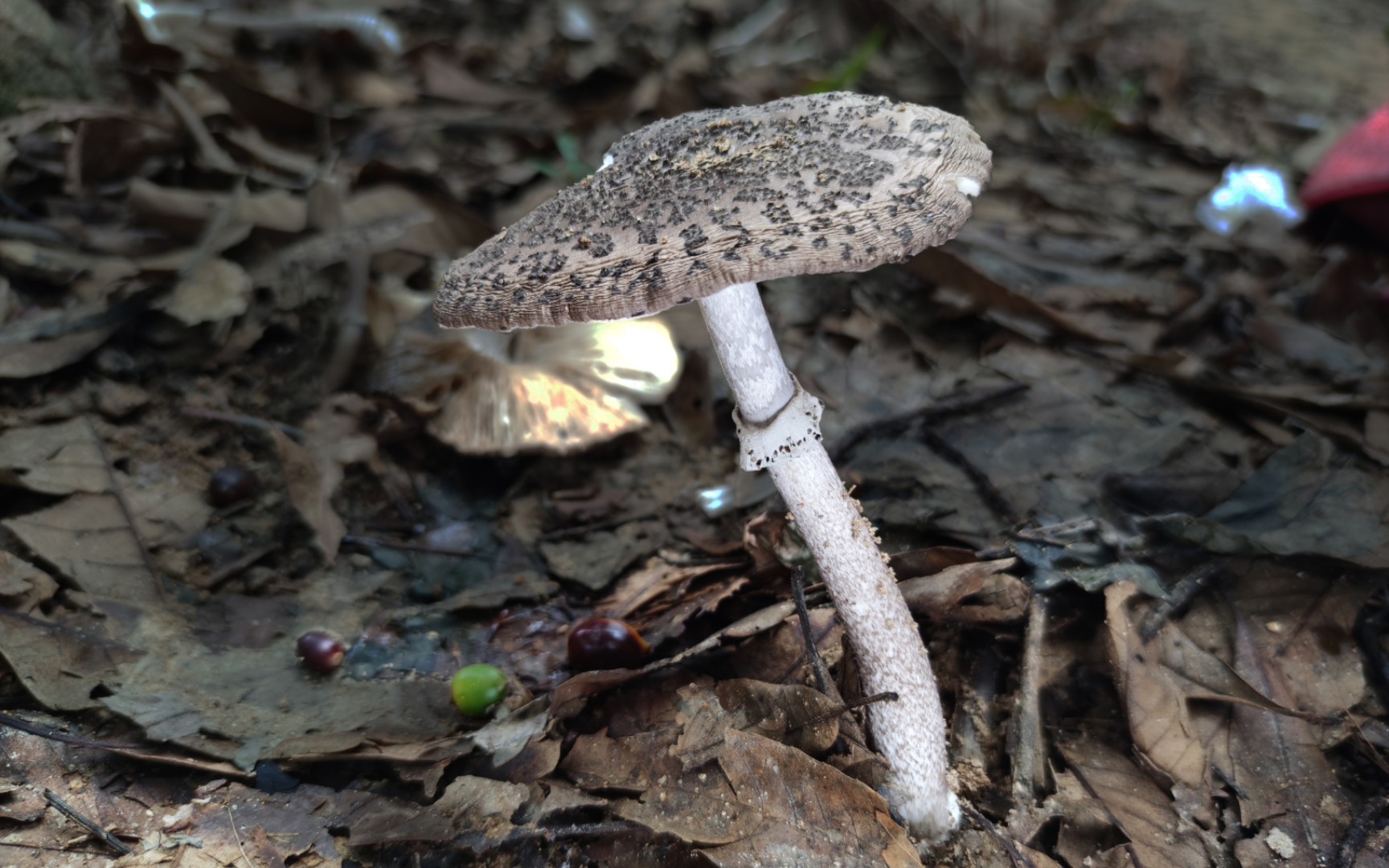 格纹鹅膏——摄于广州木强水库