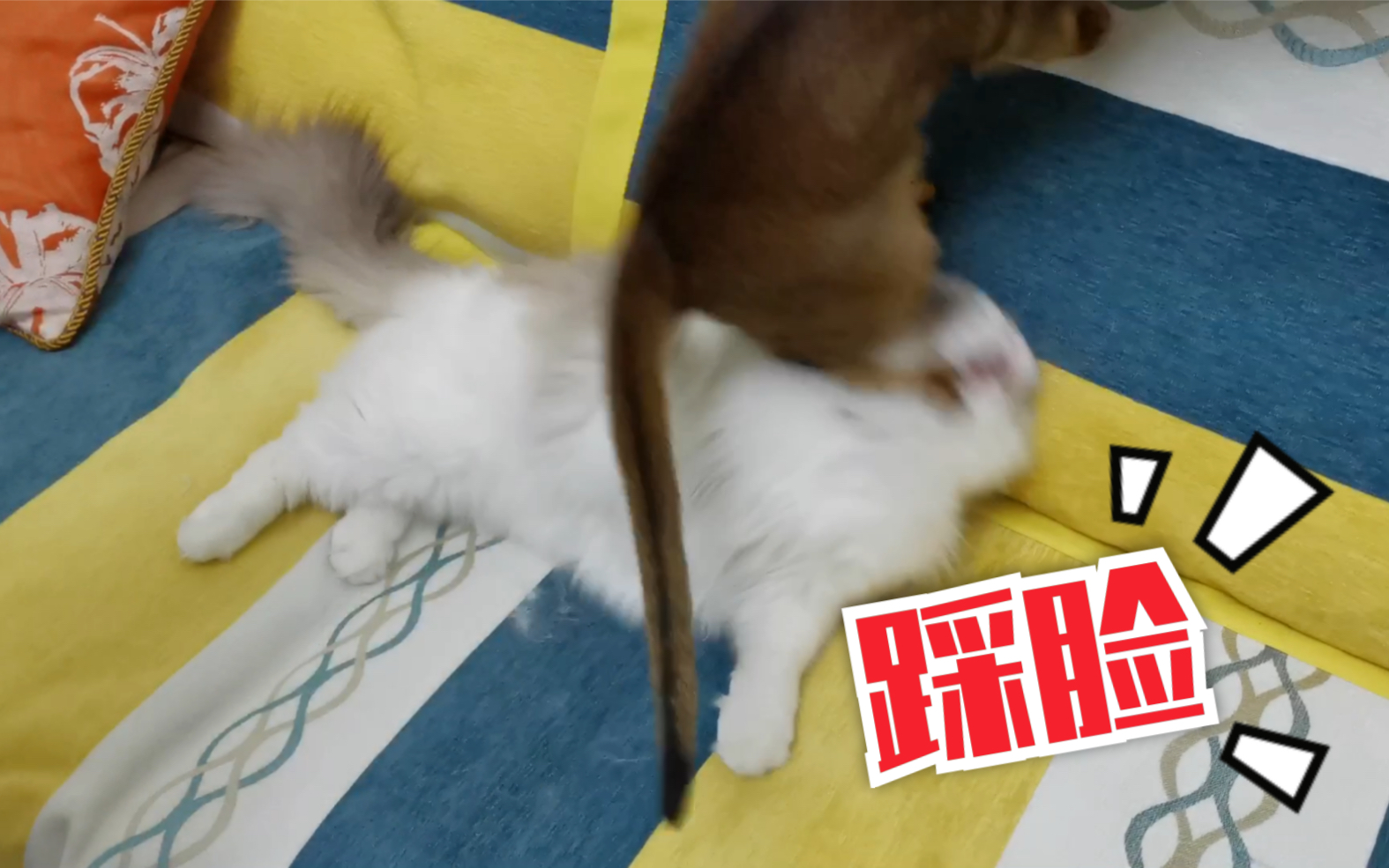 【布偶猫乐透】飞奔而来一脚踩在哥哥脸上!