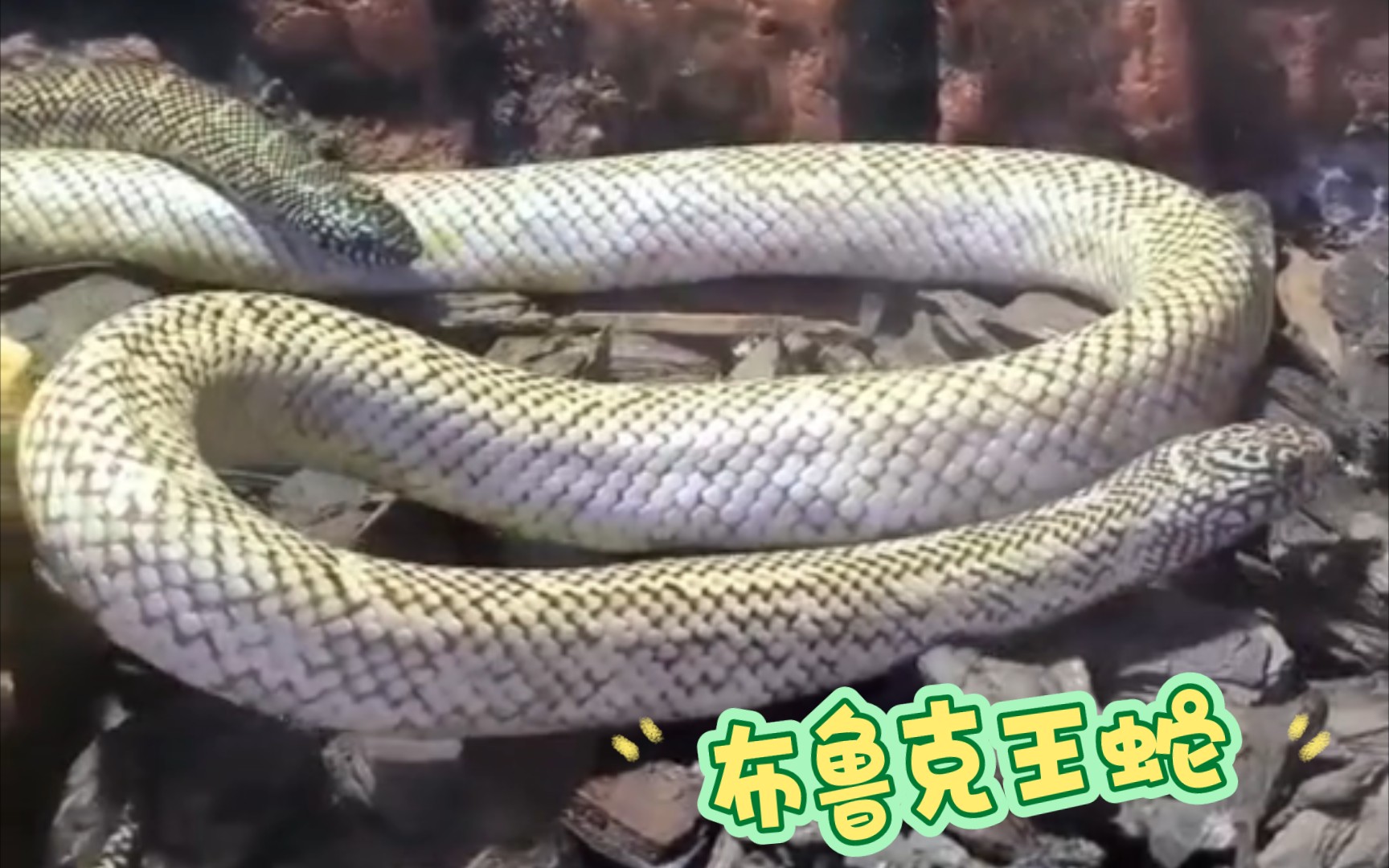 【蛇类】布鲁克王蛇!