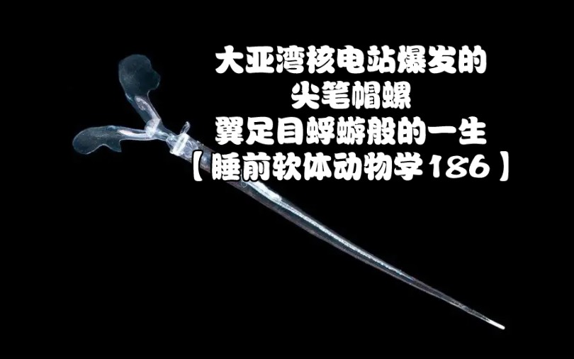 大亚湾核电站爆发的尖笔帽螺,翼足目蜉蝣般的一生【睡前软体动物学186】哔哩哔哩bilibili