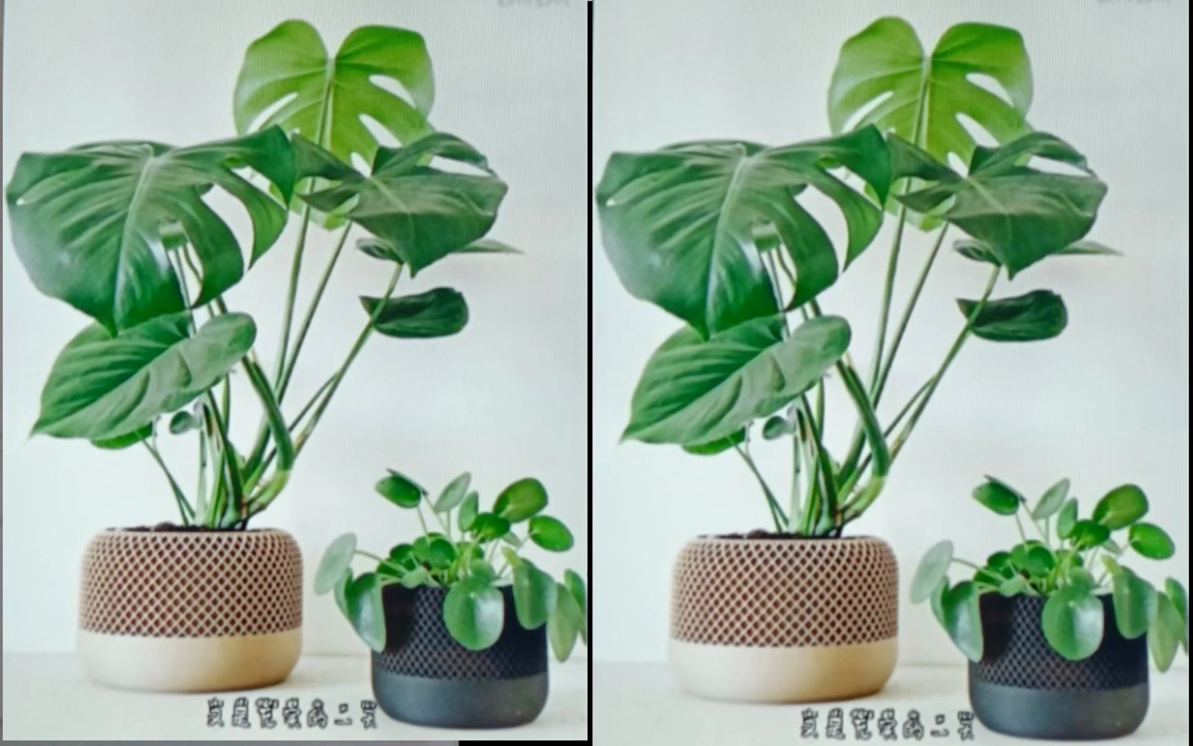 钢笔线描龟背竹完整