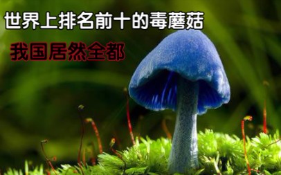 [图]世界上排名前十的毒蘑菇，我国竟然全都有，你认识或者吃过哪一种呢？