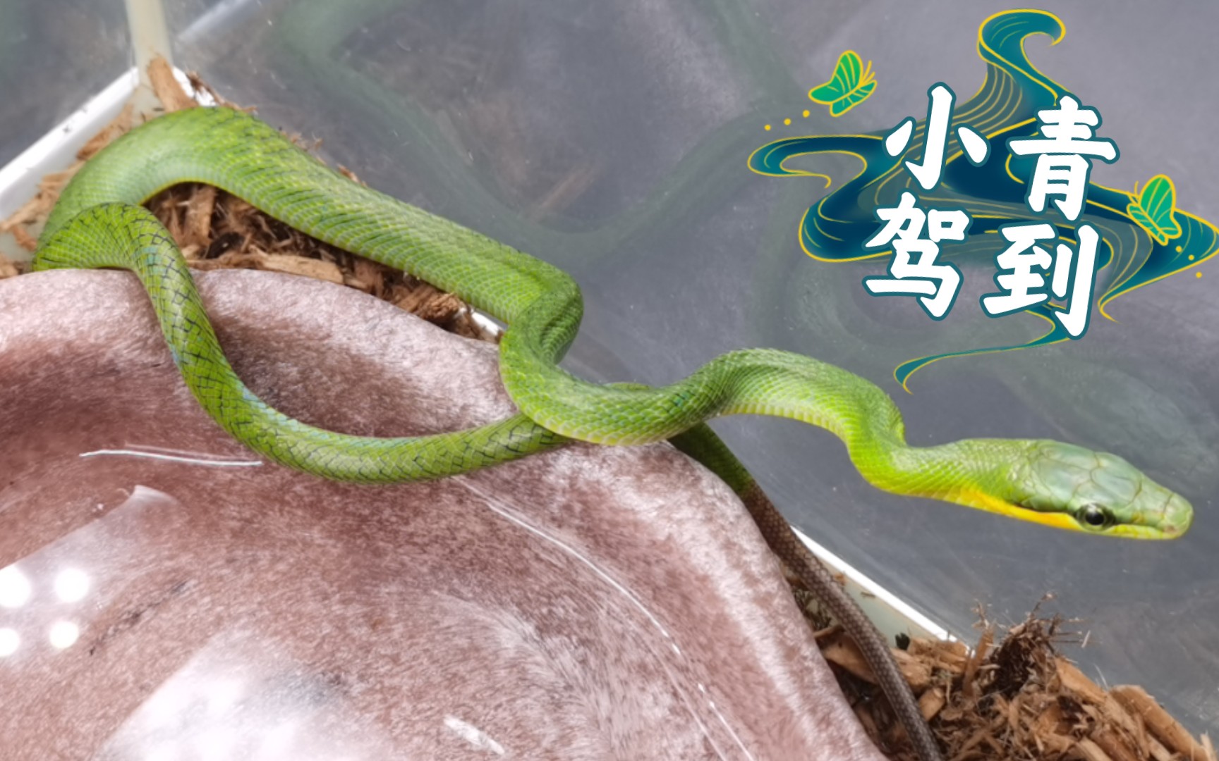 蓝舌黑眉绿身红尾,马来西亚红尾鼠蛇开箱