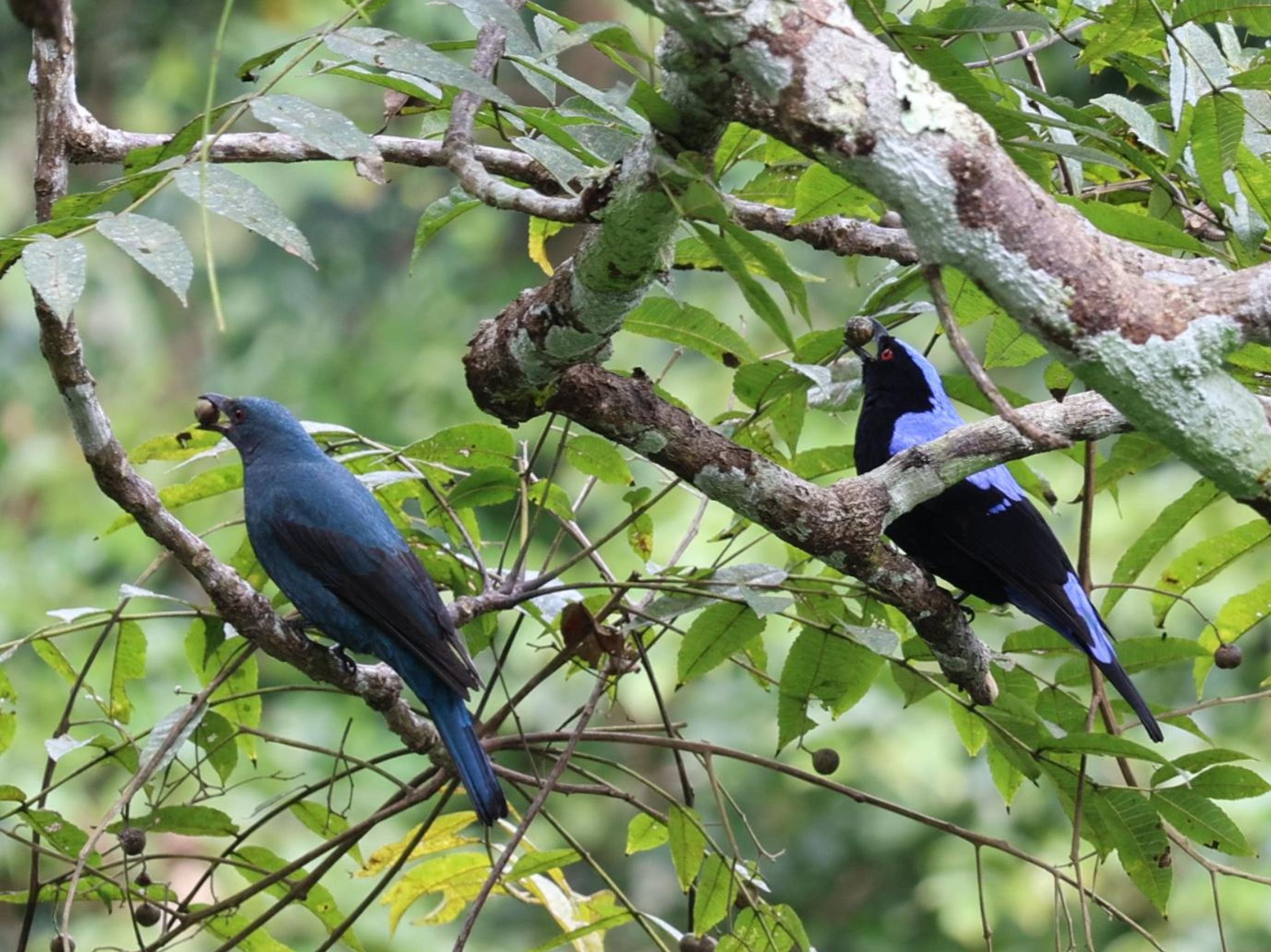 和平鸟灵活的口舌
