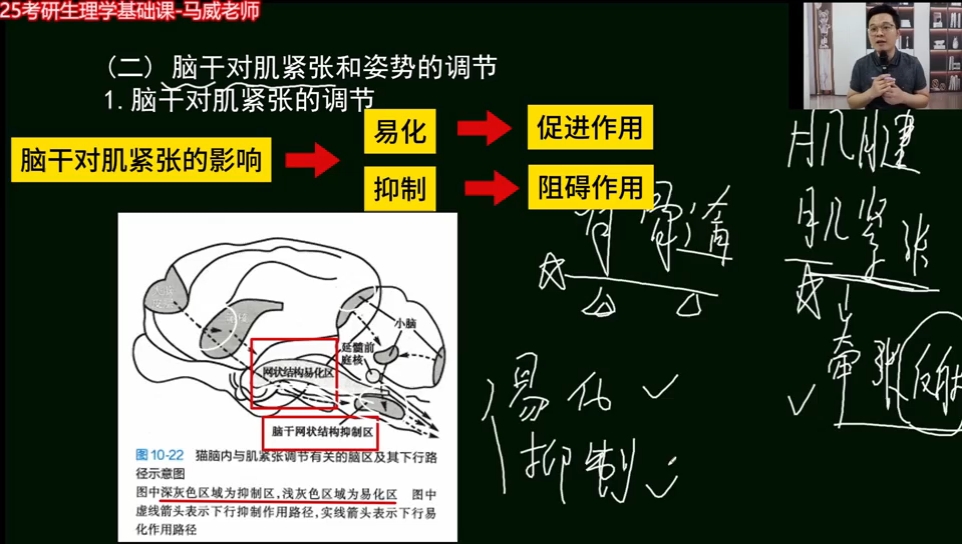 医学考研||生理考点:脑干对肌紧张和姿势的调节——来自复旦马威老师生理学哔哩哔哩bilibili