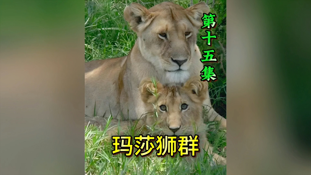 狮群母狮为了保卫领地追杀流浪母狮,雄狮亮棕被入侵雄狮毒牙